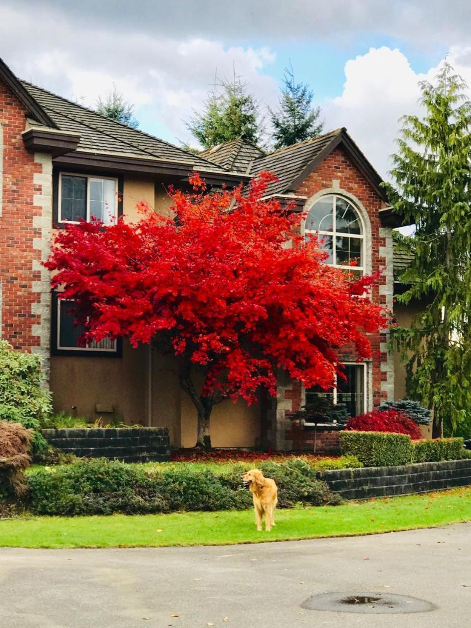 Cedar Manor Bed And Breakfast Pitt Meadows Екстер'єр фото