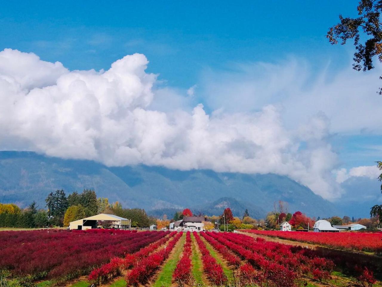 Cedar Manor Bed And Breakfast Pitt Meadows Екстер'єр фото